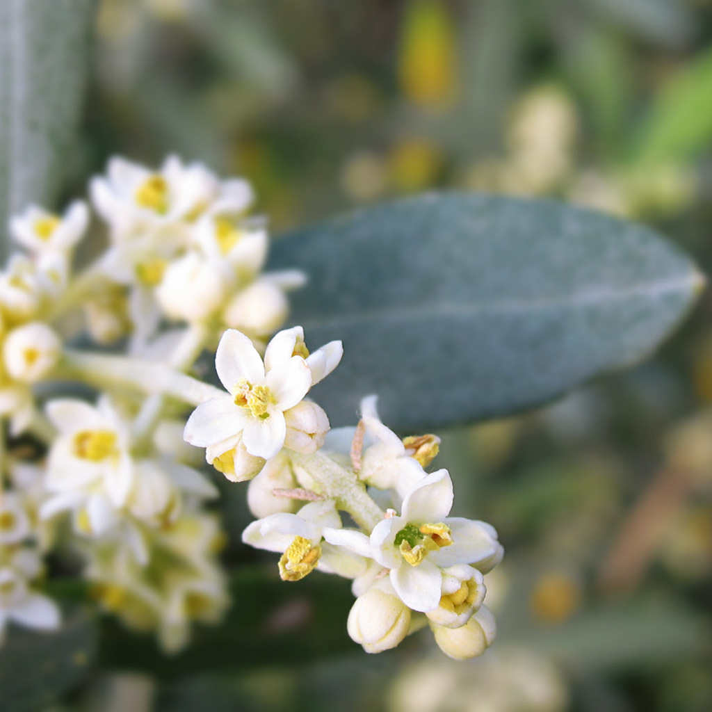Zeytin çiçeği